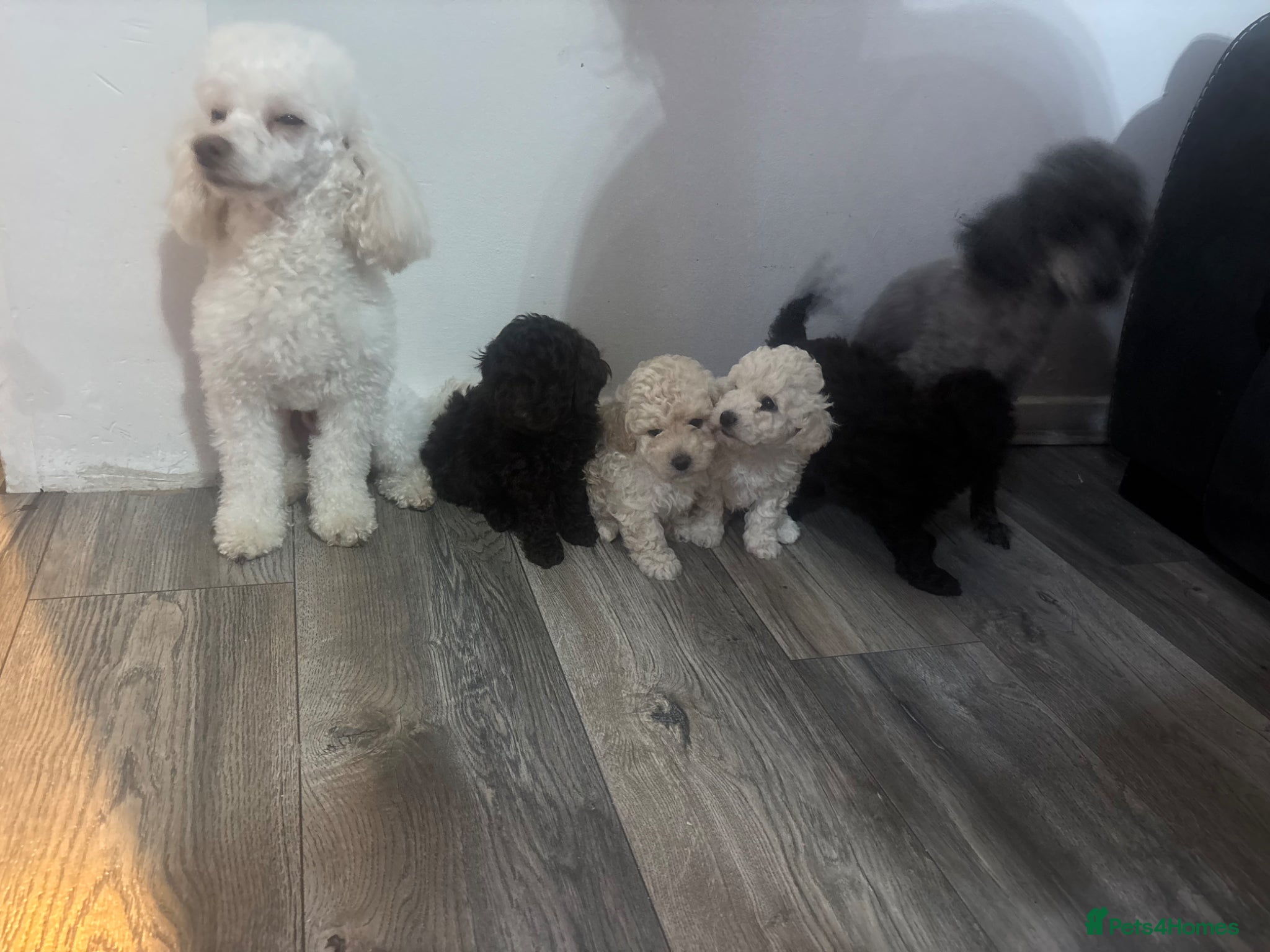 Toy Poodle dogs Stunning toy poodles  - Advert 1