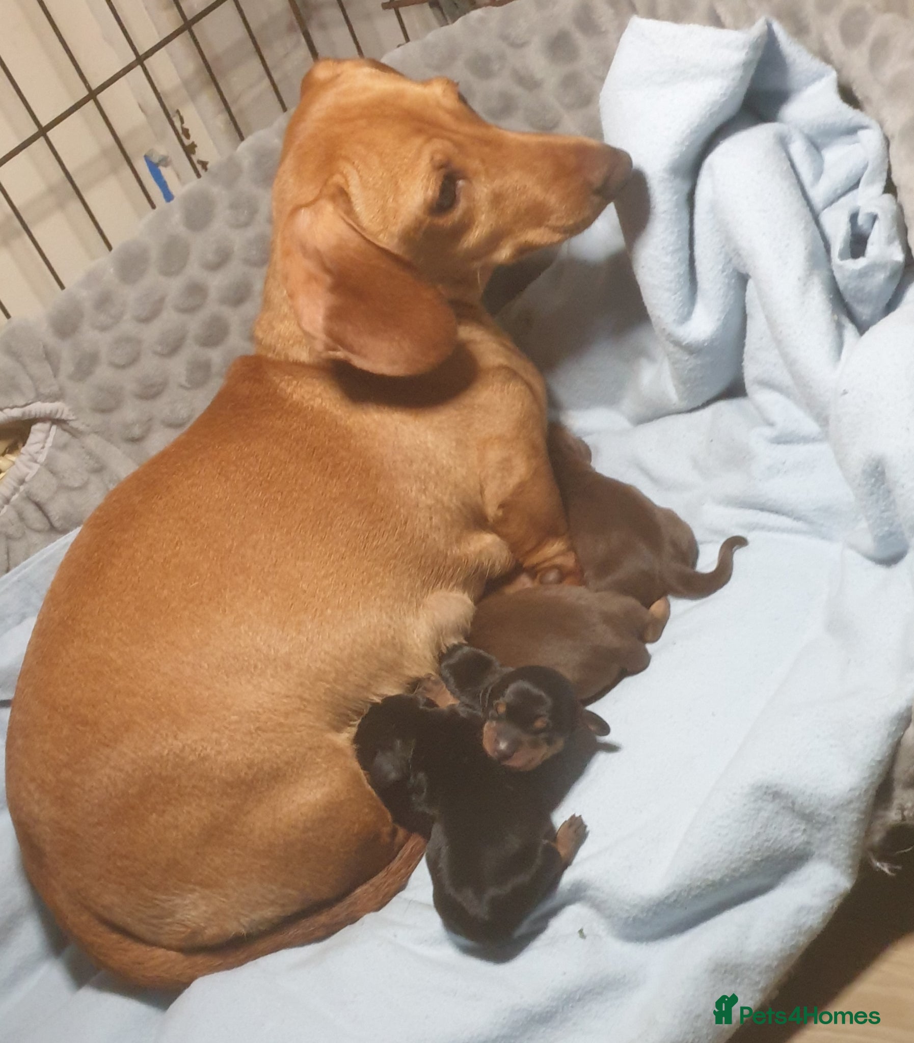 Miniature Dachshund dogs Beautiful little boy ready for hia forever home - Advert 6