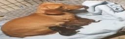 Miniature Dachshund dogs for sale: Beautiful little boy ready for hia forever home in Birmingham - Advert 1
