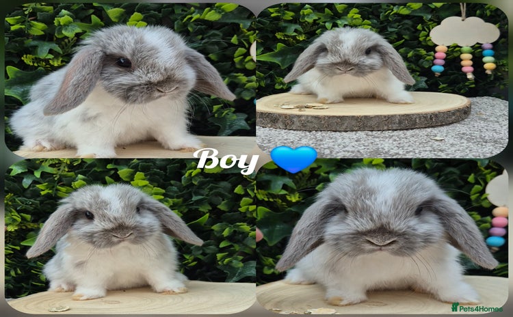 Mini Lop rabbits for sale - Advert 2