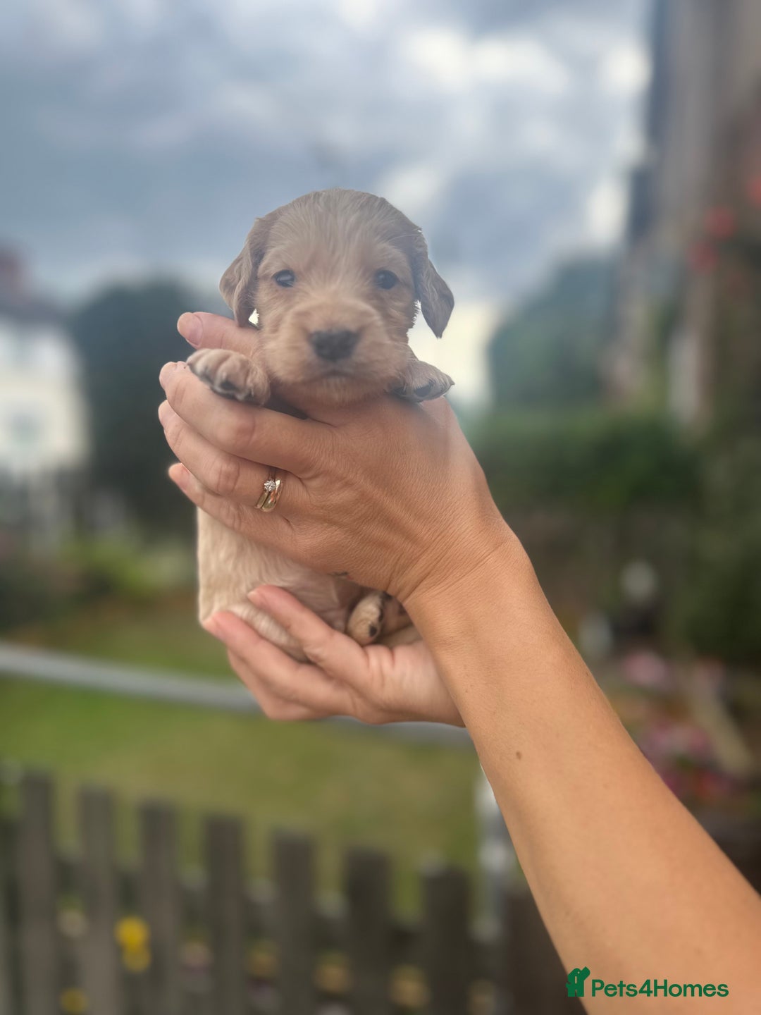 Cockapoo dogs for sale: Stunning f1b cockapoo puppies!!  - Image 20