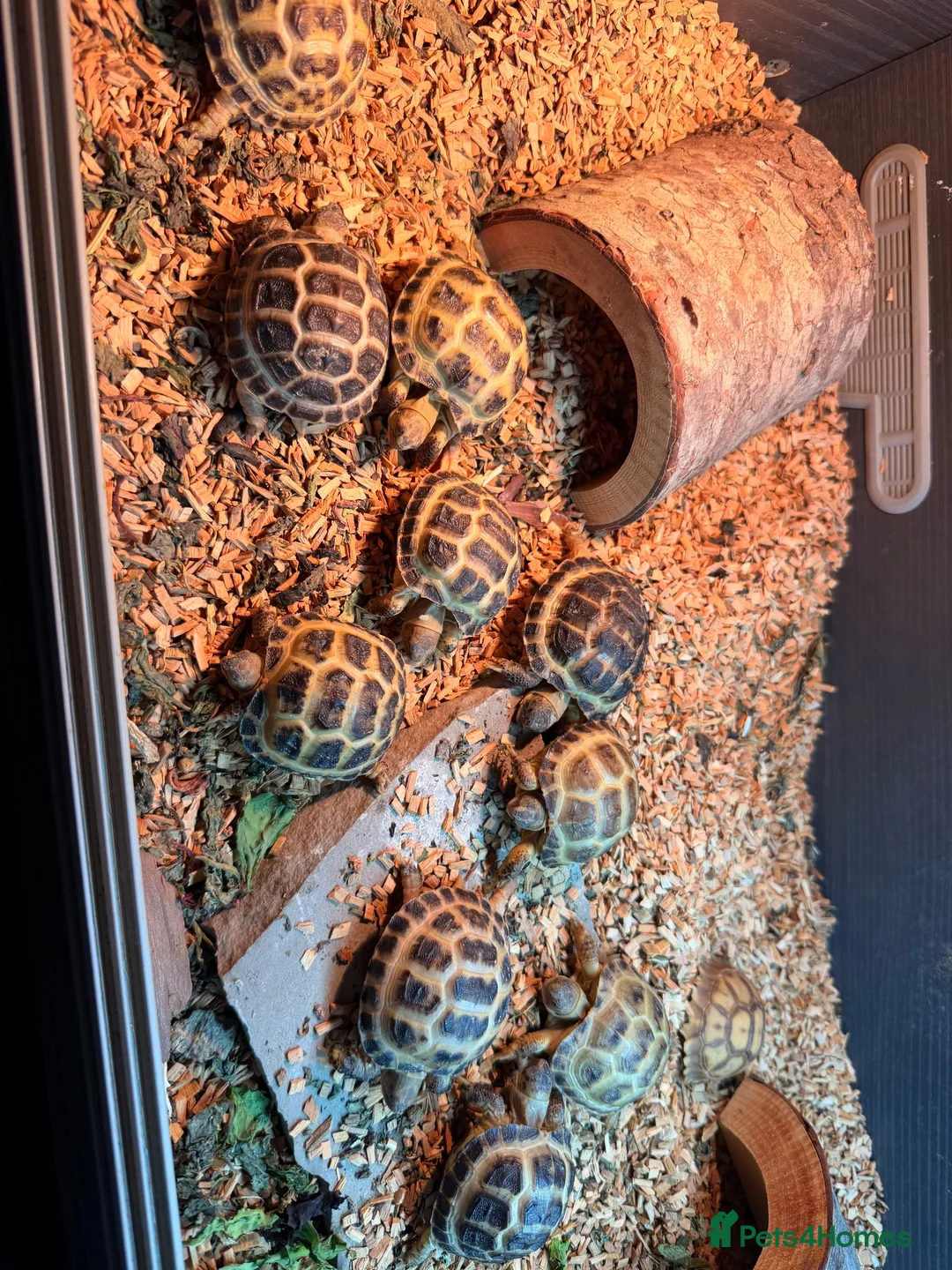 Tortoise reptiles for sale: Beautiful horse field baby Tortoises ready to go - Advert 6