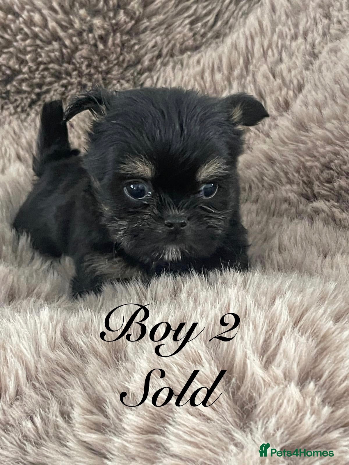Shorkie dogs Gorgeous Shorkie Puppies Vaccinated &Microchipped  - Advert 2