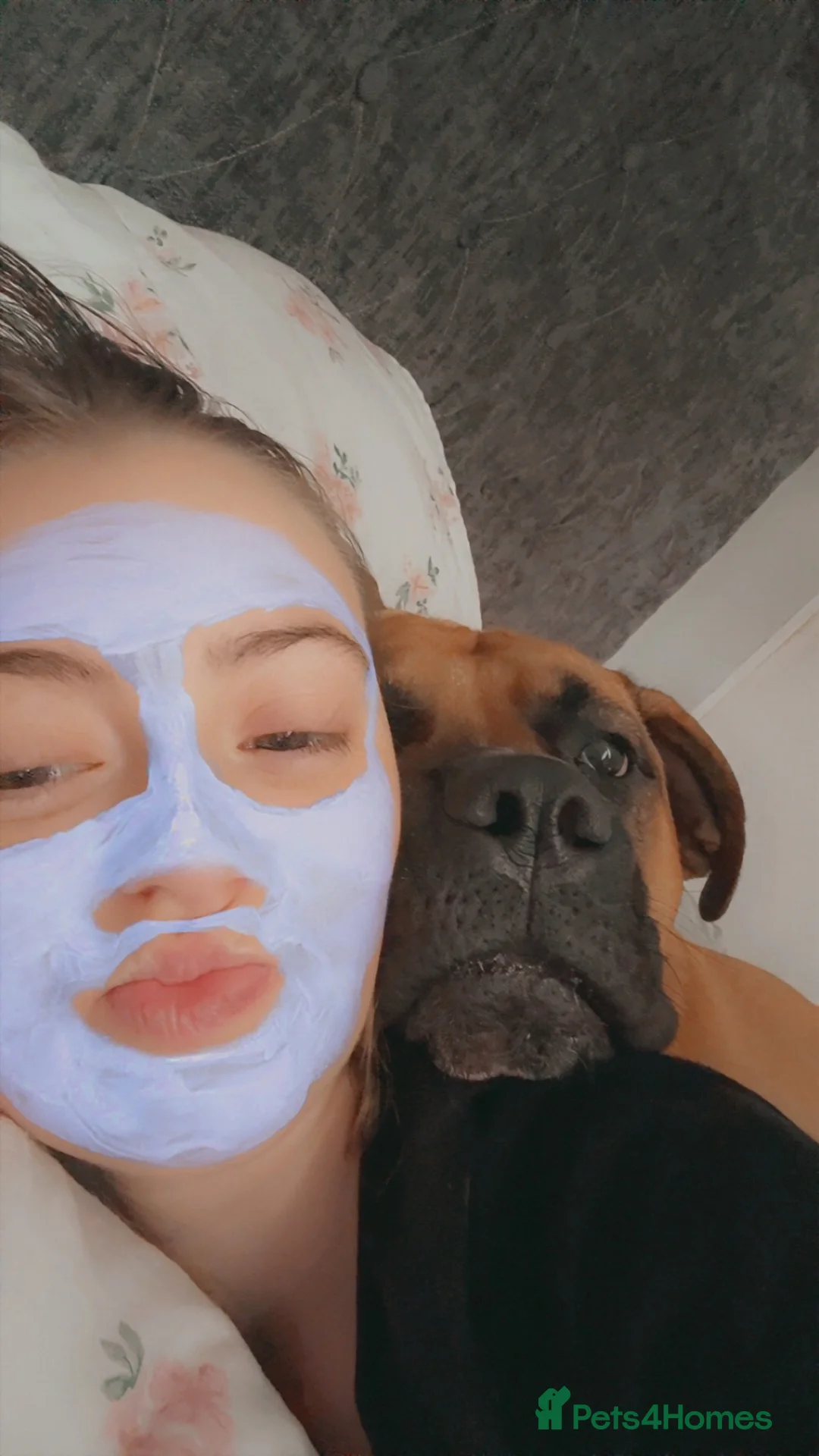 Bullmastiff dogs for sale: Bella - Advert 1