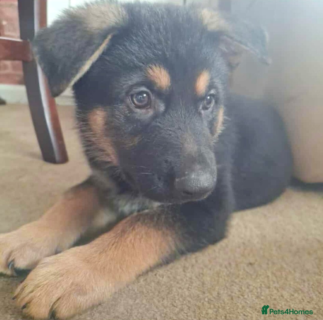 German Shepherd dogs for sale: BEAUTIFUL GERMAN SHEPHERD PUPS READY NOW - Image 14