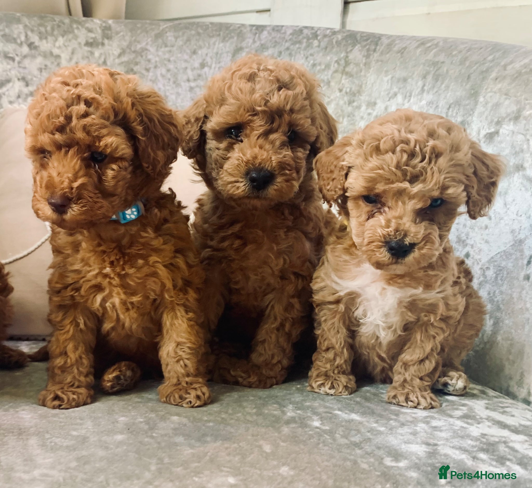 Toy Poodle dogs 🐩Outstanding Toy Poodle Puppies – Ready to view🐩 - Advert 2