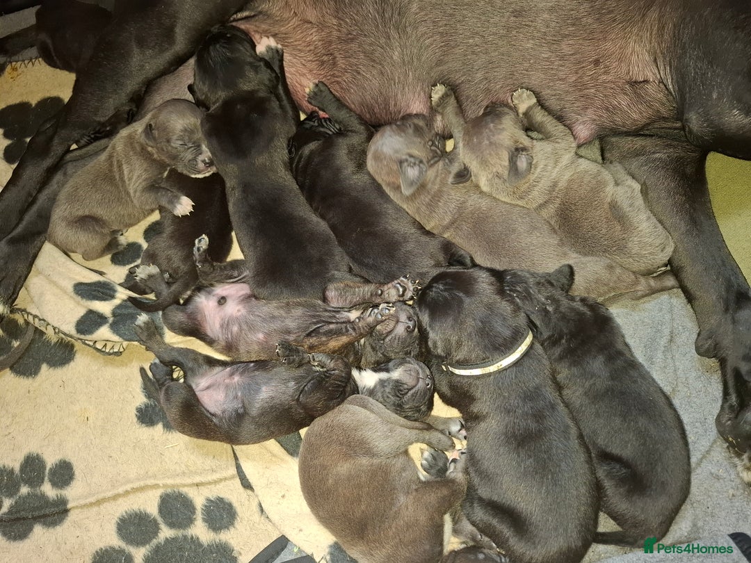 Mixed Breed dogs for sale: Stunning cane corso cross pups - Image 2
