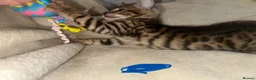 Bengal cats for sale: Bengal kittens - Advert 14