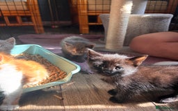 Mixed Breed cats for sale: 5 gorgeous kittens  - Image 2