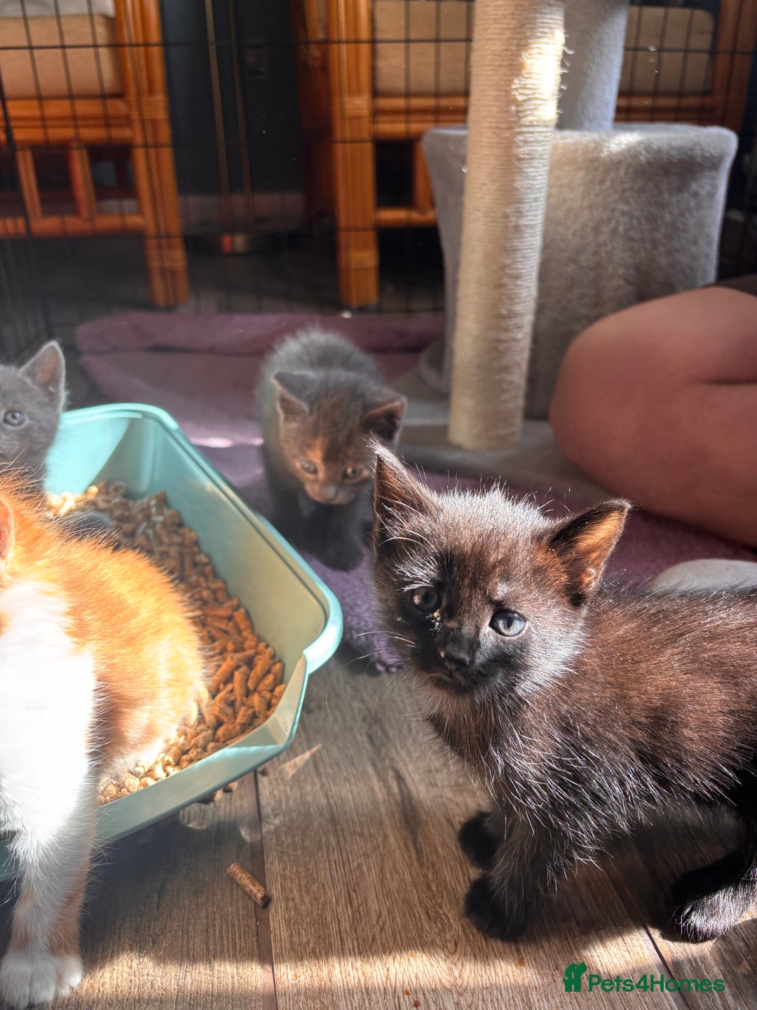 Mixed Breed cats for sale: 5 gorgeous kittens  - Image 2