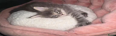 Maine Coon 2