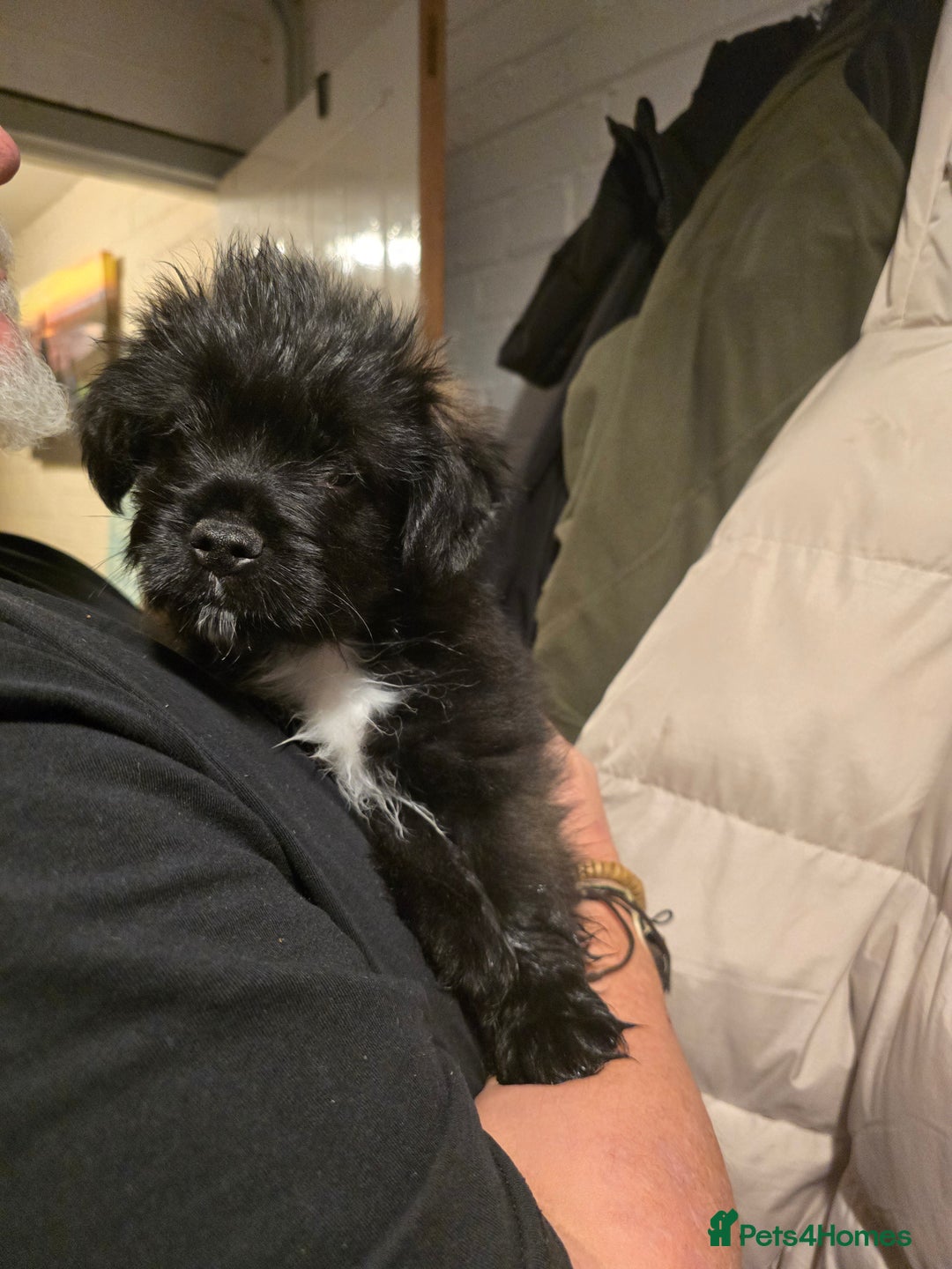 Mixed Breed dogs for sale: Schnoodle cross pomiestaff - Advert 7