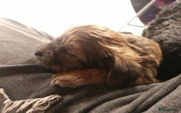 Yorkiepoo dogs for sale: Tiny Yorkipoos beautiful fluff balls puppies - Image 32