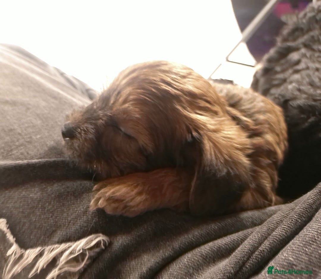 Yorkiepoo dogs for sale: Tiny Yorkipoos beautiful fluff balls puppies - Image 32