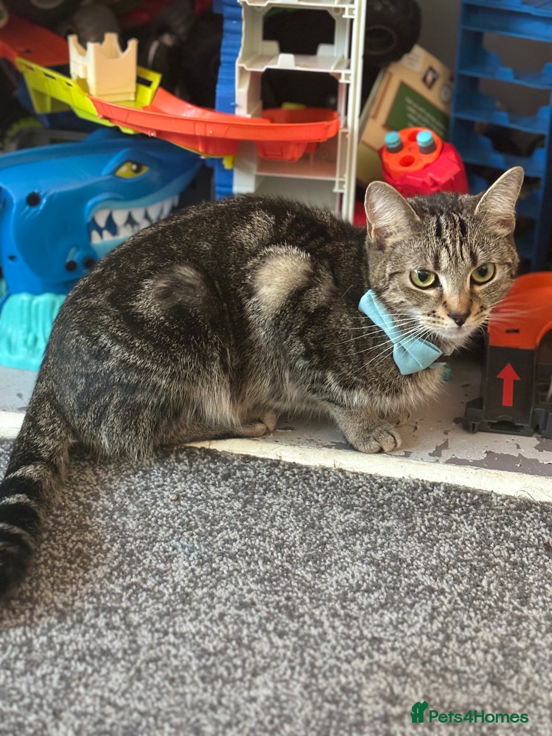 Mixed Breed cats for sale: Beautiful babies  - Image 7