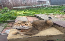 Scottish Fold cats for sale: Cookie Looking for a Loving Home - Image 3