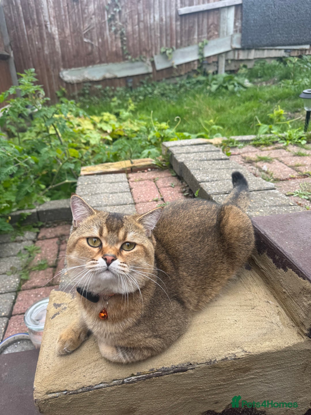Scottish Fold cats for sale: Cookie Looking for a Loving Home - Image 3