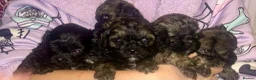 Shihpoo dogs for sale: Toy ShiPoo puppies,Very rare colours in Manchester - Advert 24