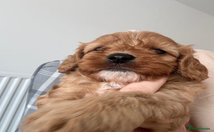 Cavapoo dogs - Advert 1