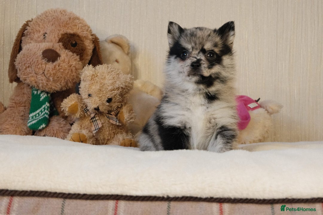 Pomsky dogs for sale: 5 tiny toy pomsky pups - Image 10