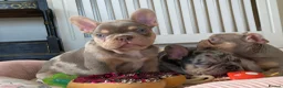 French Bulldog dogs for sale: TOP QUALITY FRENCH BULLDOG PUPPIES  - Advert 29
