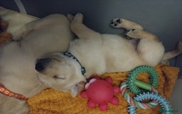 Labrador Retriever dogs for sale:  Labrador pups - Image 3