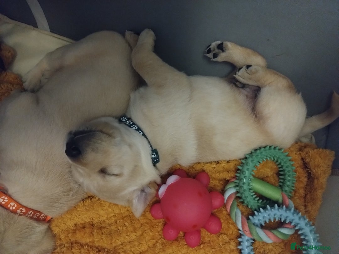 Labrador Retriever dogs for sale:  Labrador pups - Image 3