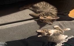 Mixed Breed cats for sale: Stunning kittens available now  - Image 35