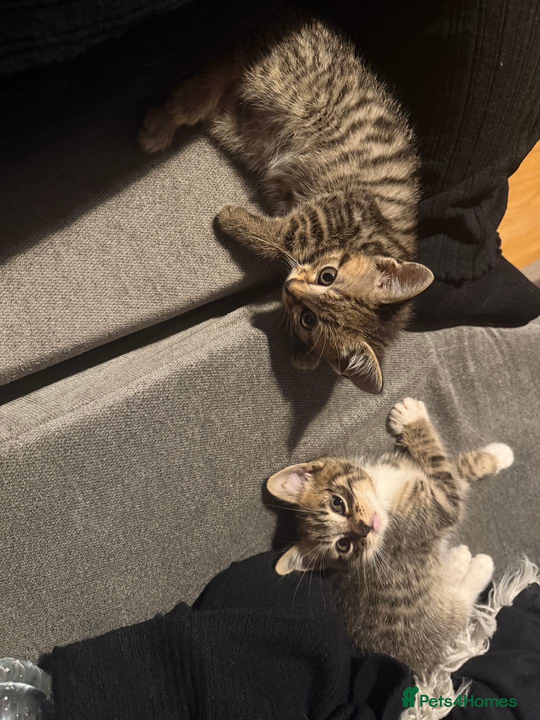 Mixed Breed cats for sale: Stunning kittens available now  - Image 35