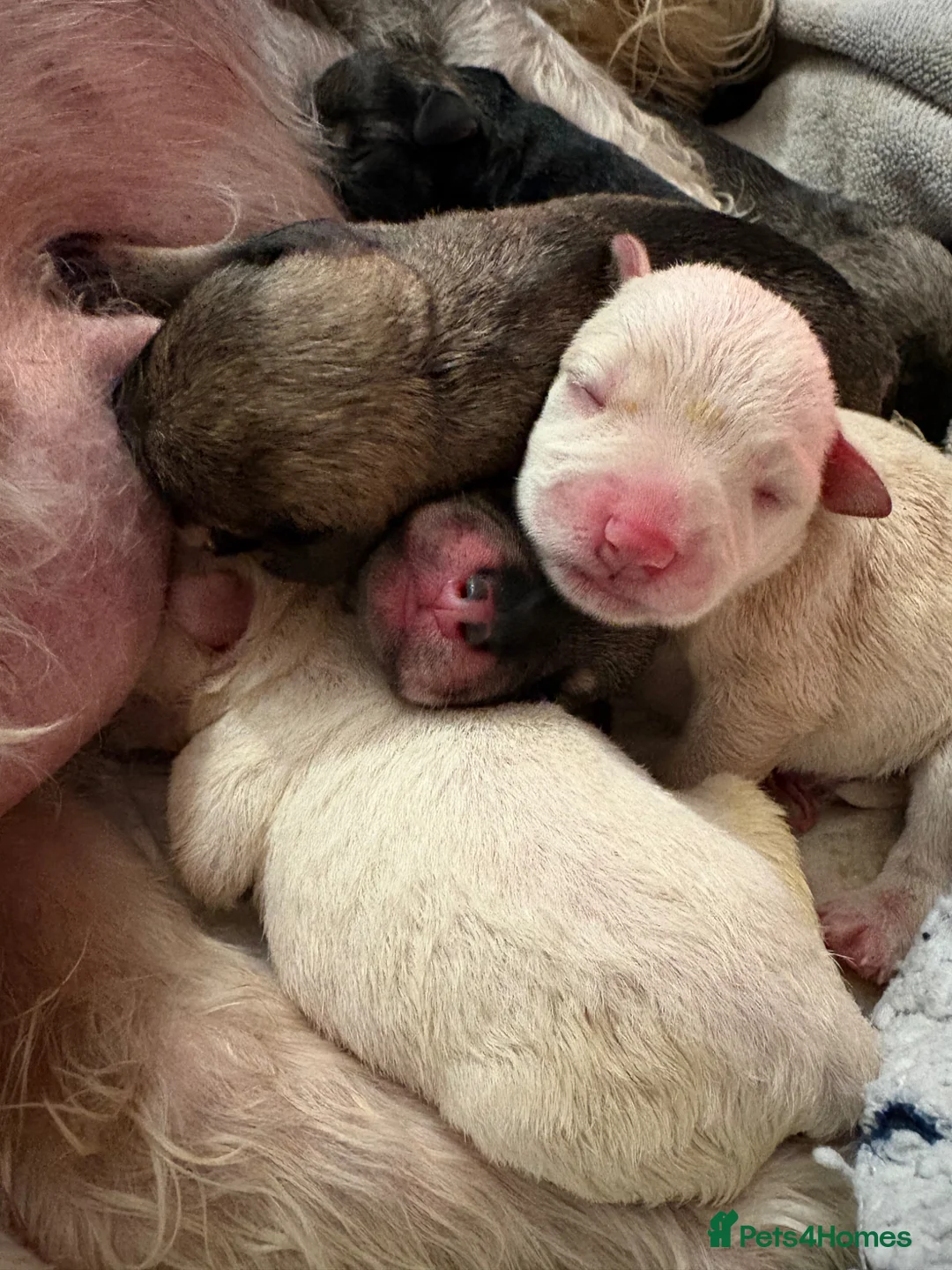 Miniature Schnauzer dogs for sale: 6 KC revised minischnauzer puppies  - Advert 1