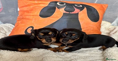 Miniature Dachshund dogs - Advert 14