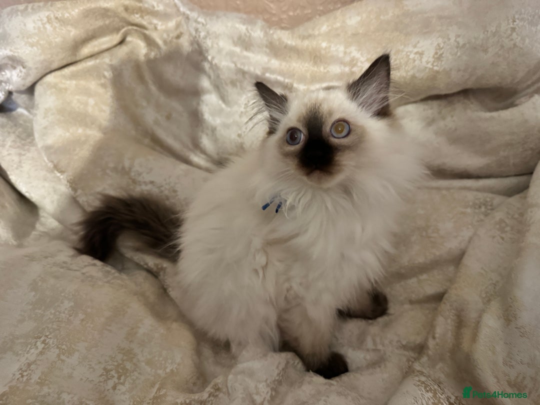 Ragdoll cats for sale: Full Ragdoll kittens  - Image 19