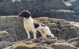 English Springer Spaniel dogs for sale: Springer Spaniel Puppies for sale  - Image 13