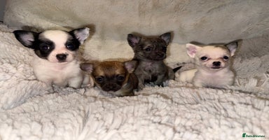 Chihuahua dogs - Advert 13