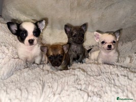 Chihuahua dogs - Advert 3