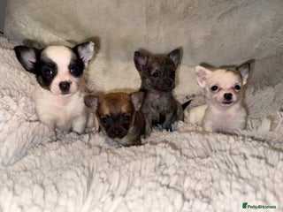 Chihuahua dogs - Advert 1