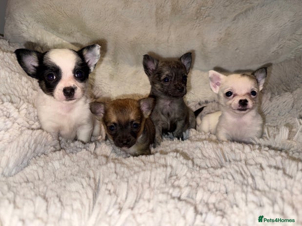 Chihuahua dogs - Advert 1