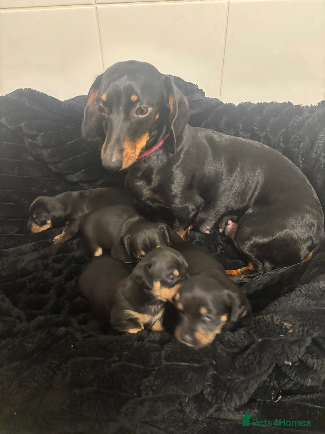 Mixed Breed dogs for sale: Dachshund X  - Advert 6