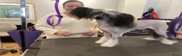 Chinese Crested dogs for sale: ✨ Planned Chinese Crested Litter – Summer 2026 ✨ - Advert 7