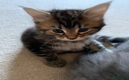 Mixed Breed cats for sale: Kittens for Sale - Image 12