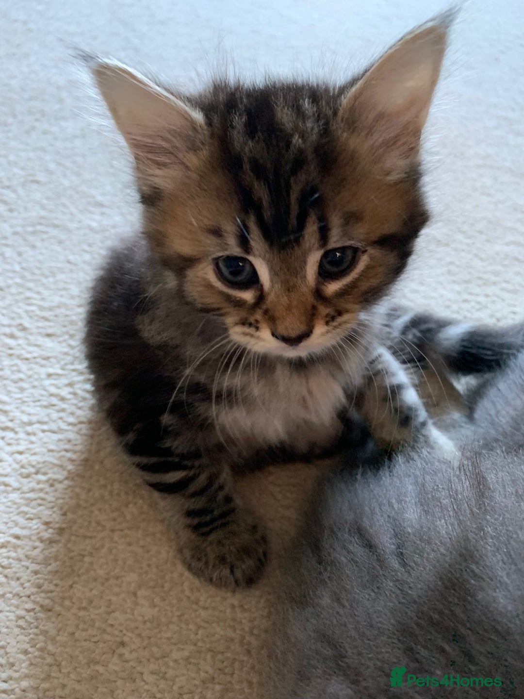 Mixed Breed cats for sale: Kittens for Sale - Image 12