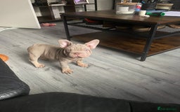 French Bulldog dogs for sale: 2 velvet boys available  in London - Image 19