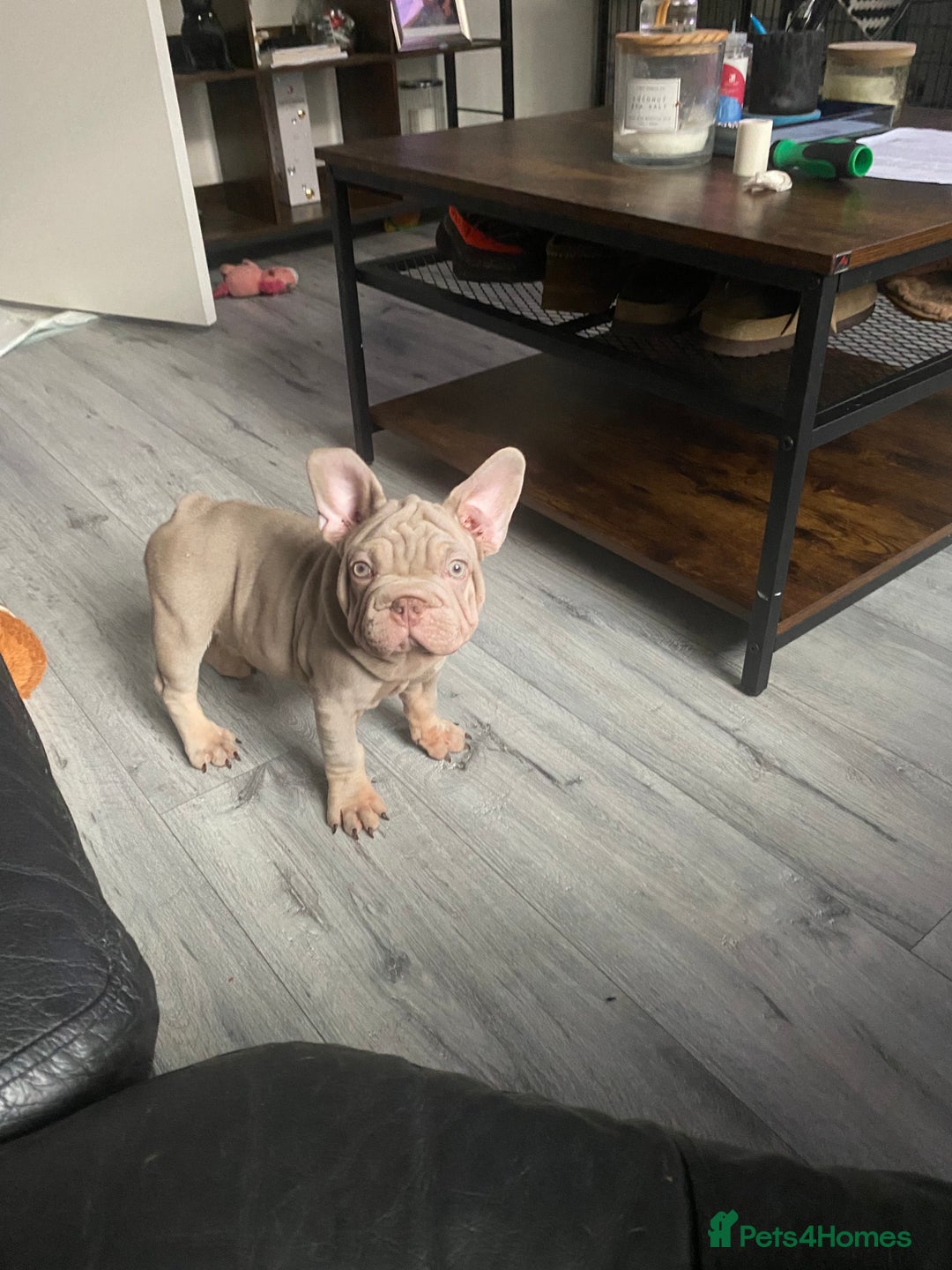 French Bulldog dogs for sale: 2 velvet boys available  in London - Image 19