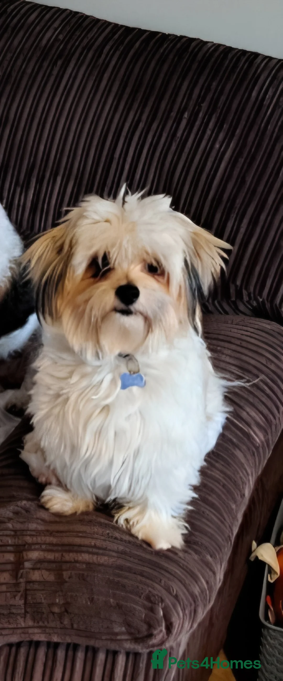 Mixed Breed dogs for sale: Loving Home Wanted for Leila - Advert 1