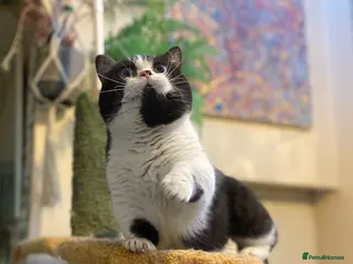 Munchkin cats Call center cat, TICA active registered munchkin - Advert 4