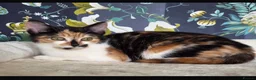 Mixed Breed cats for sale: Rescue affectionate cats - Advert 24