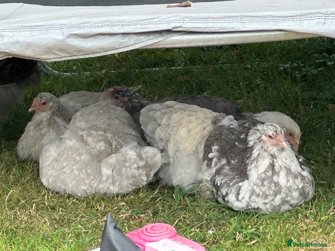 Chickens poultry for sale: Orpington’s chickens for sale  - Image 8