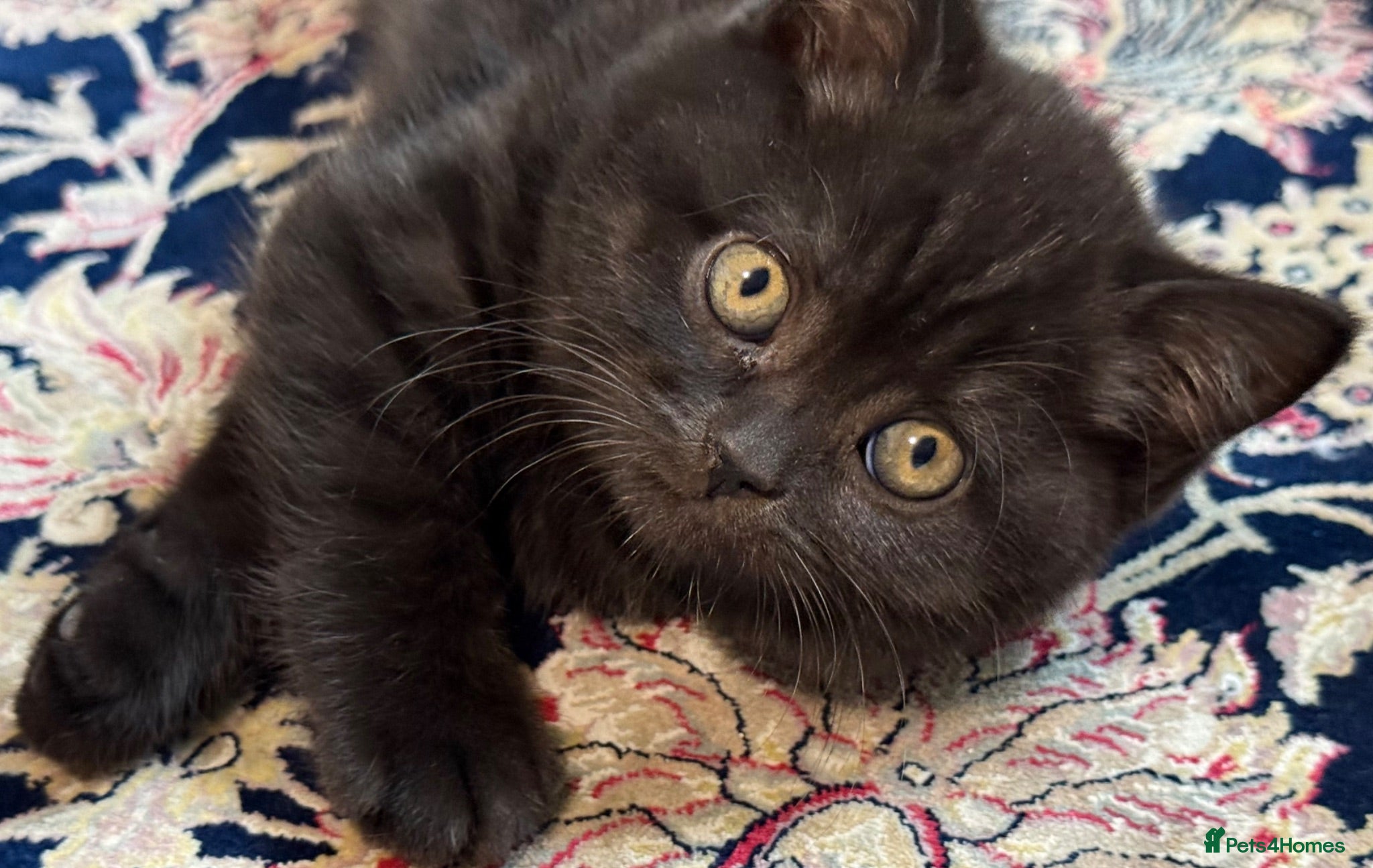 British Shorthair cats Exceptional BSH kittens  - Advert 2