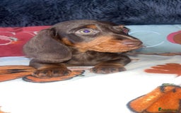 Doxiepoo dogs for sale: House trained READY NOW FOR THERE FOREVER HOMES ❤️ - Image 29