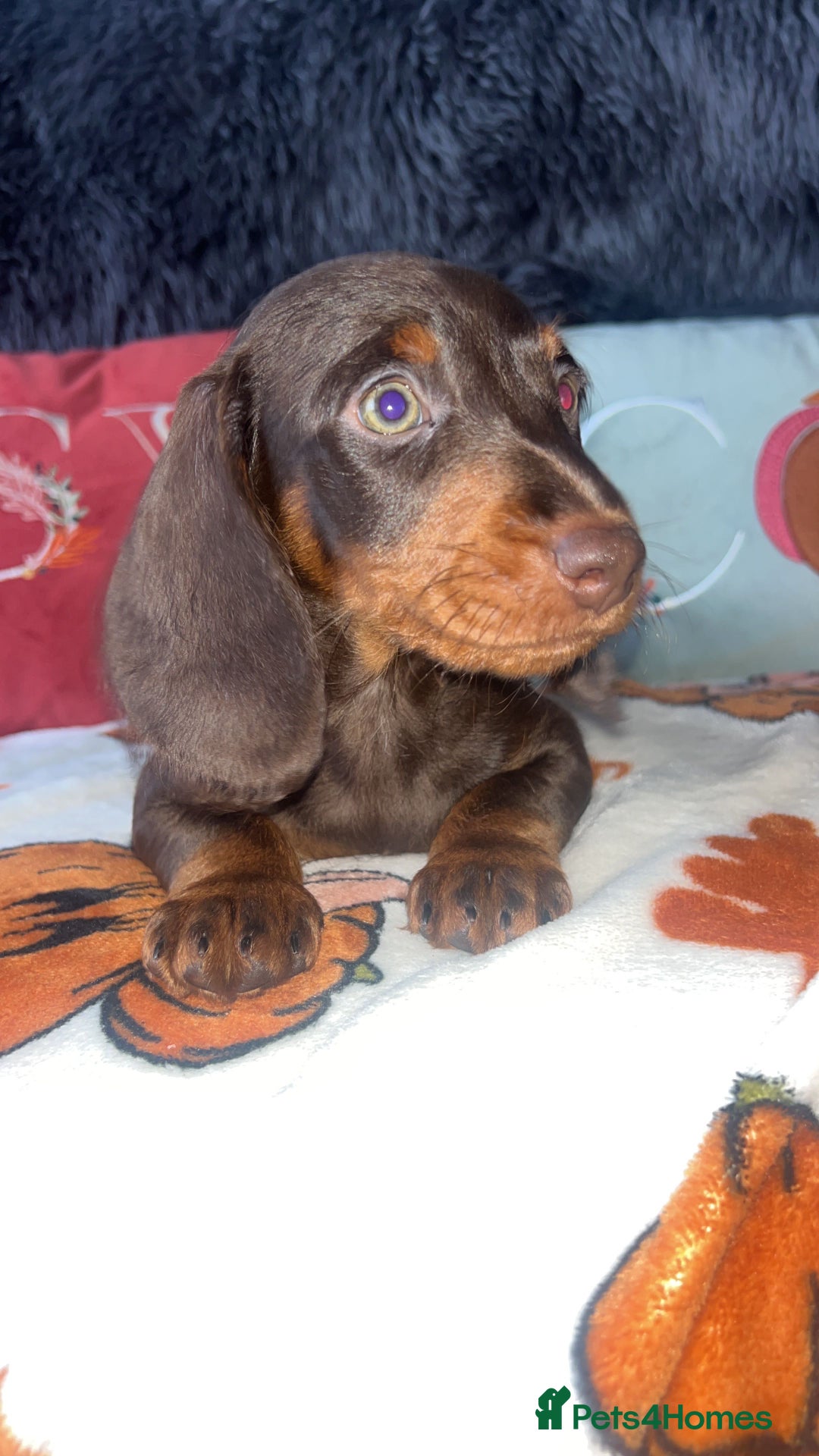 Doxiepoo dogs for sale: House trained READY NOW FOR THERE FOREVER HOMES ❤️ - Image 29